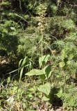 Epipactis helleborine ssp. degenii