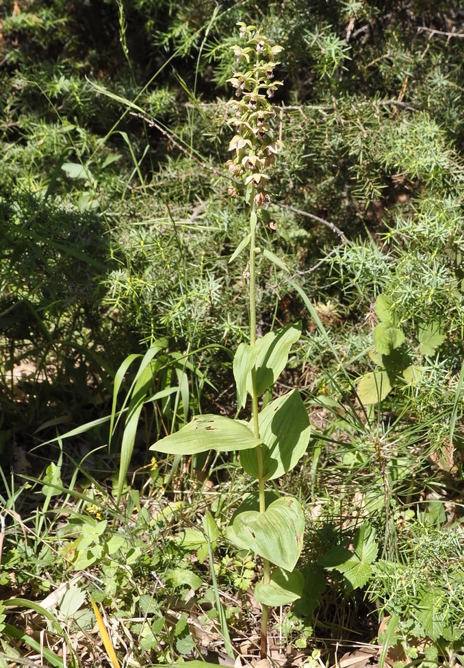Image of Epipactis helleborine ssp. degenii specimen.