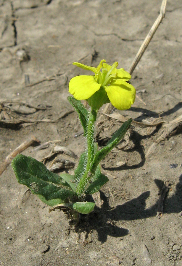 Image of Sinapis arvensis specimen.