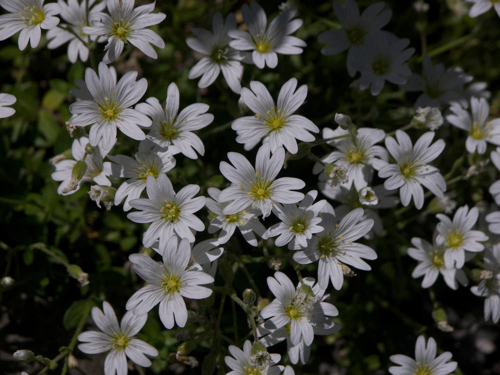 Image of Cerastium oreades specimen.