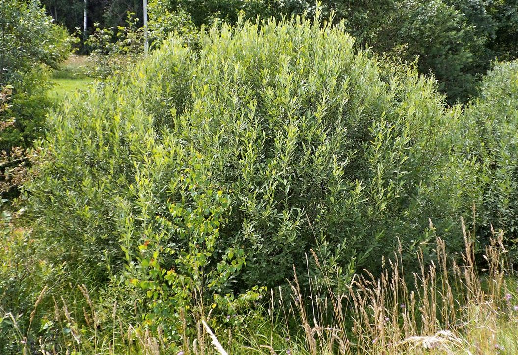 Image of Salix cinerea specimen.