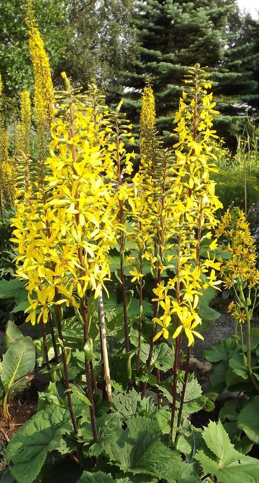 Image of Ligularia stenocephala specimen.