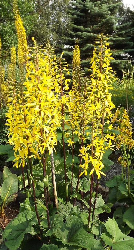 Изображение особи Ligularia stenocephala.