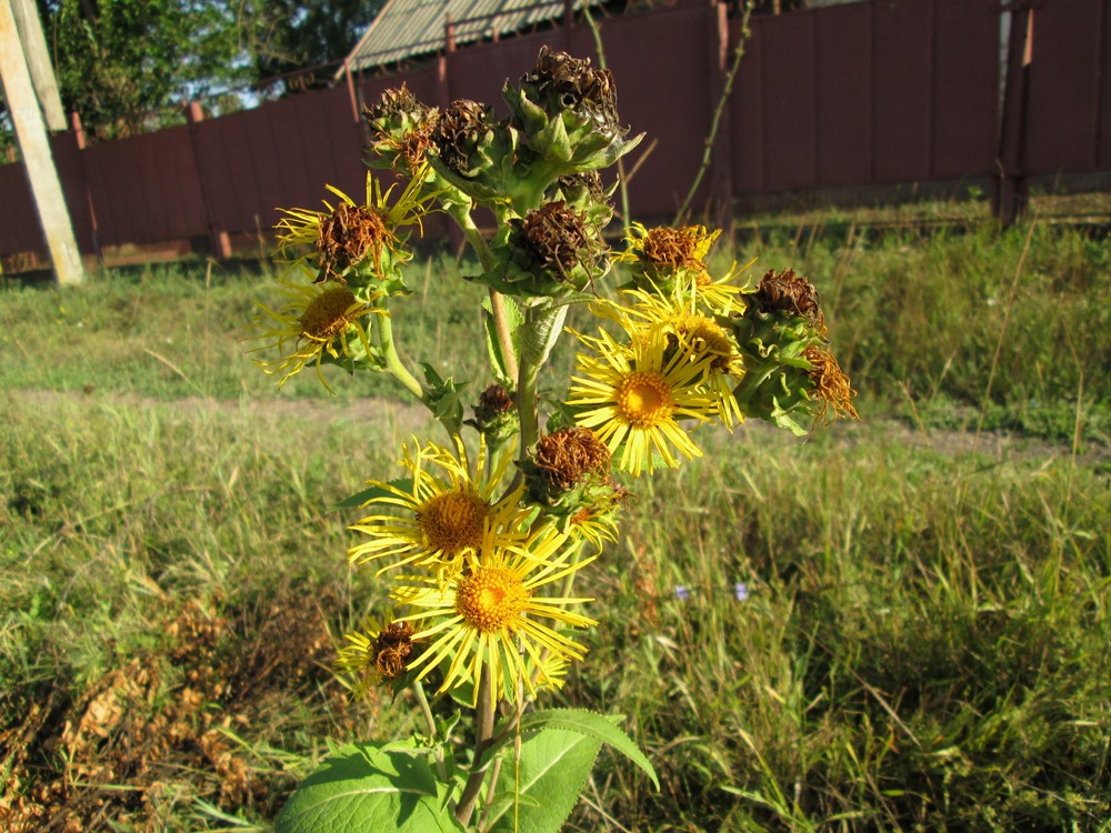 Image of Inula helenium specimen.