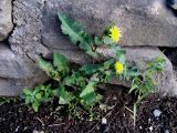 Sonchus oleraceus