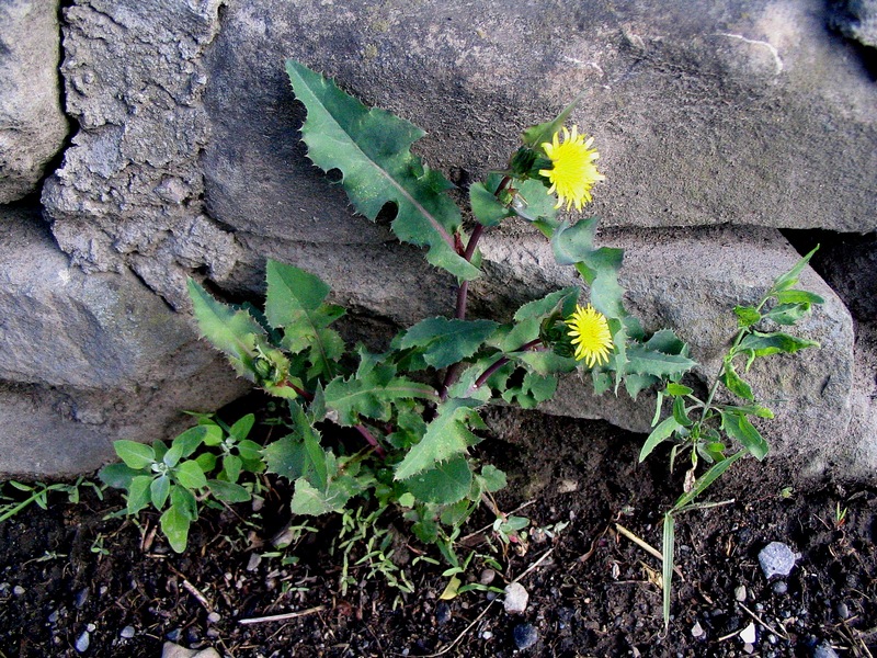 Изображение особи Sonchus oleraceus.