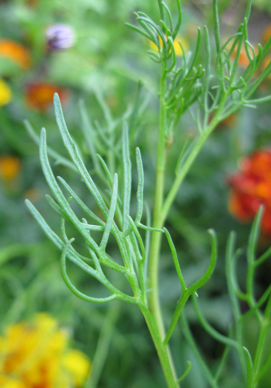 Изображение особи Brachyscome multifida.