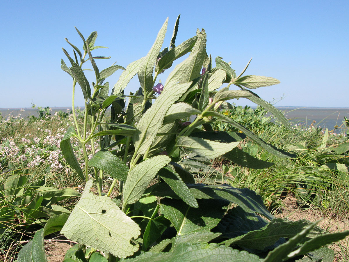 Image of Phlomis pungens specimen.