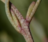 Halimione portulacoides