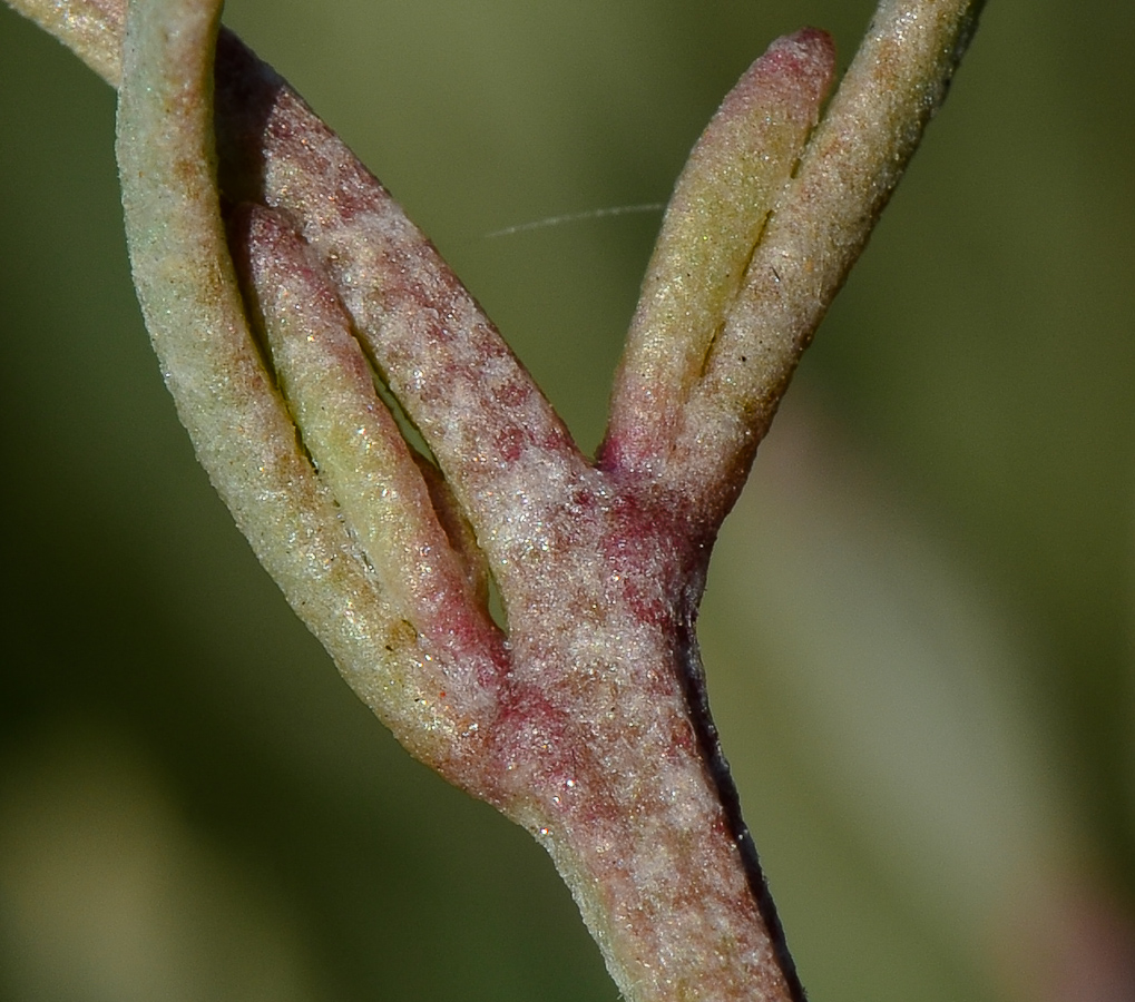 Image of Halimione portulacoides specimen.