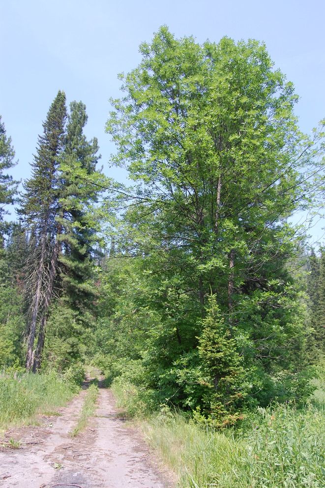 Image of Fraxinus pennsylvanica specimen.