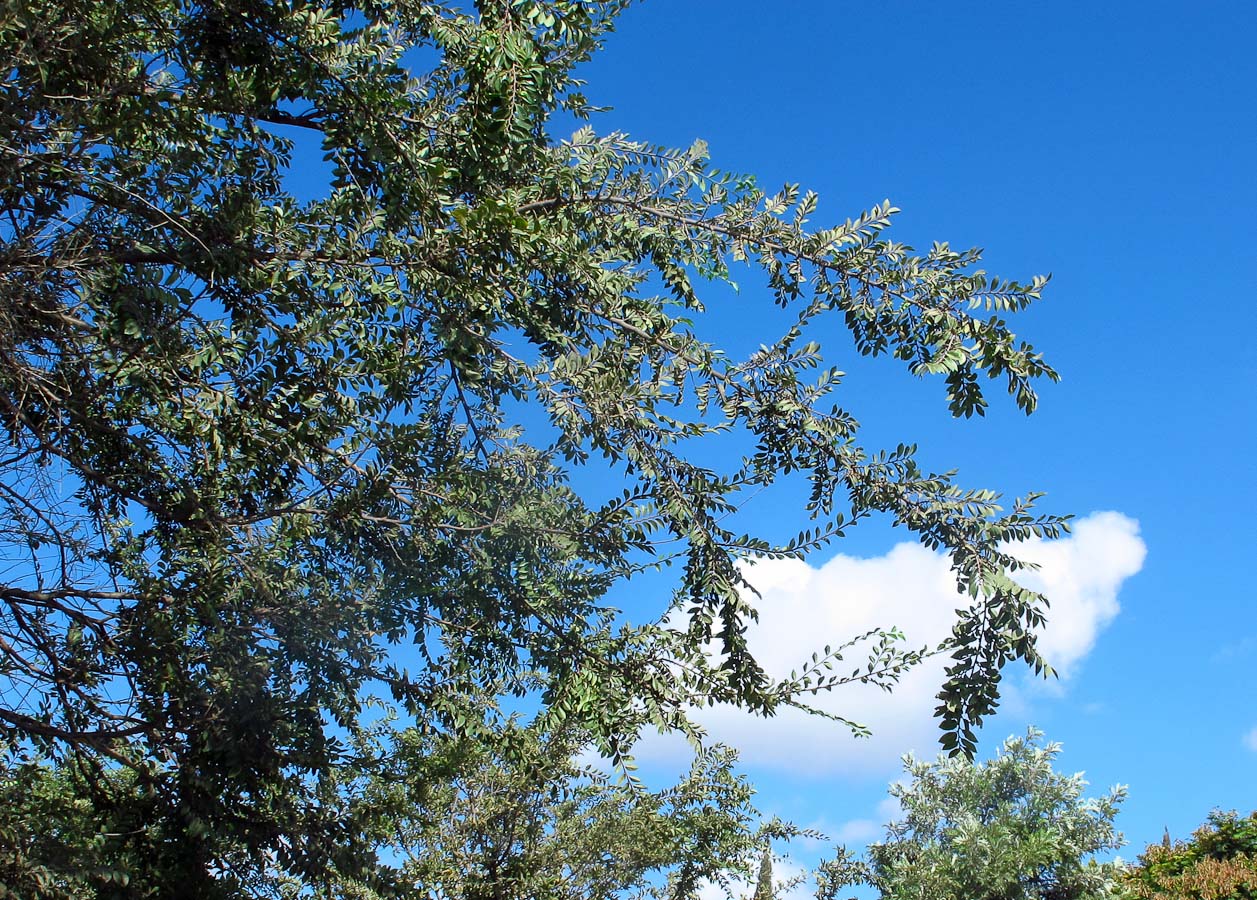 Image of Ulmus parvifolia specimen.