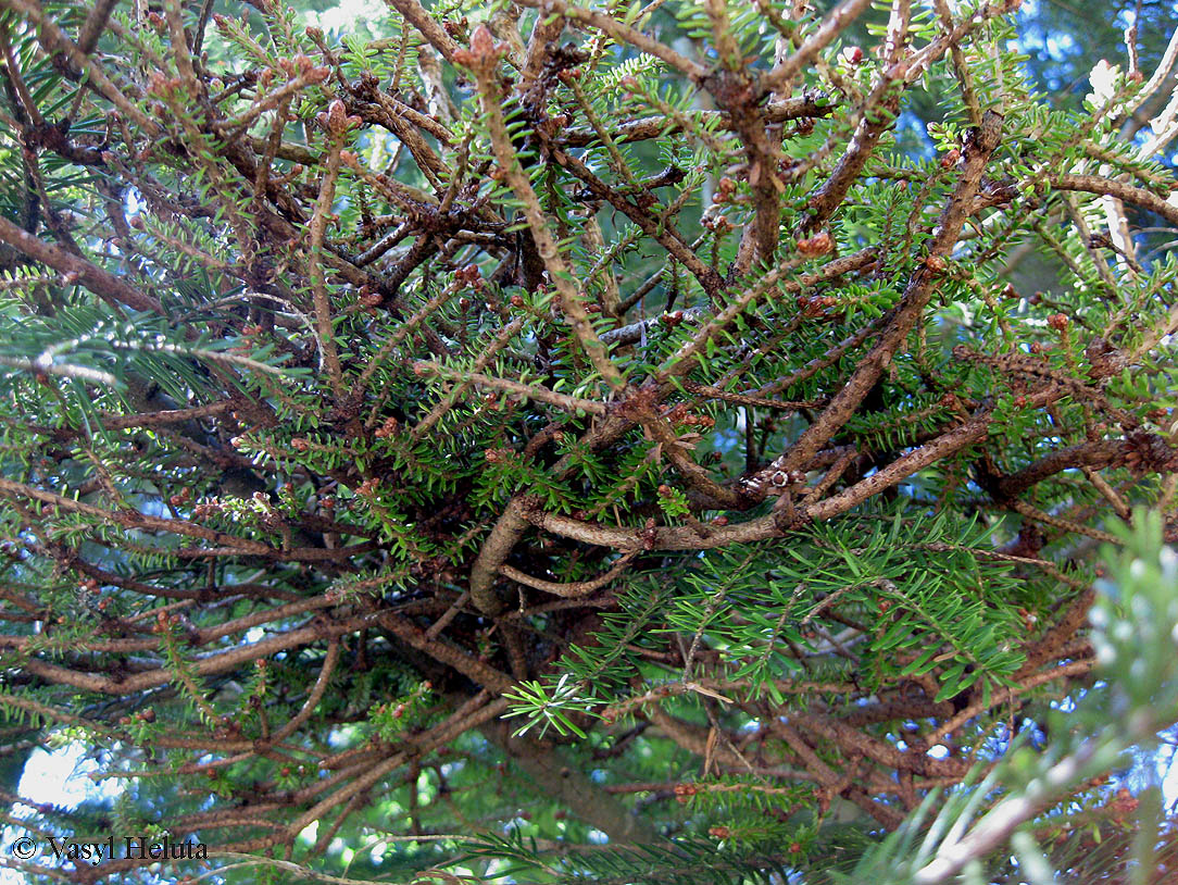 Image of Abies alba specimen.