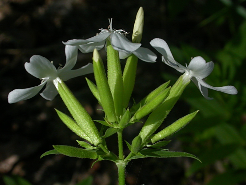 Изображение особи Saponaria officinalis.