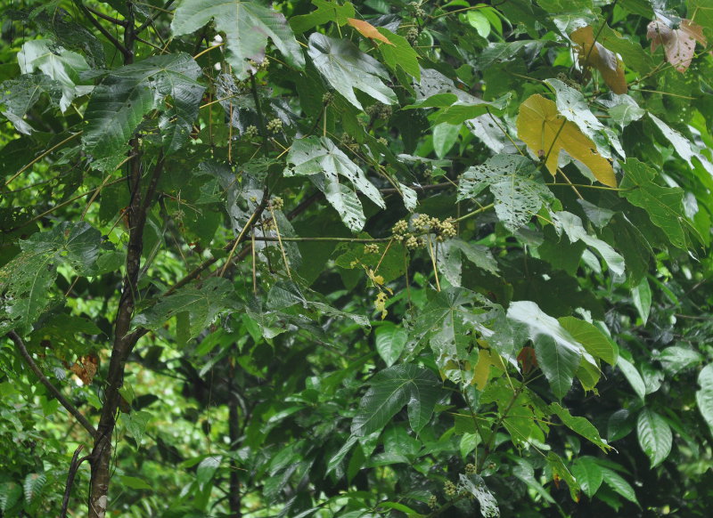 Изображение особи Macaranga gigantea.
