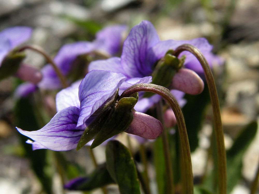 Image of Viola yedoensis specimen.