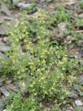 Artemisia sieversiana