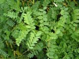 Vicia sylvatica