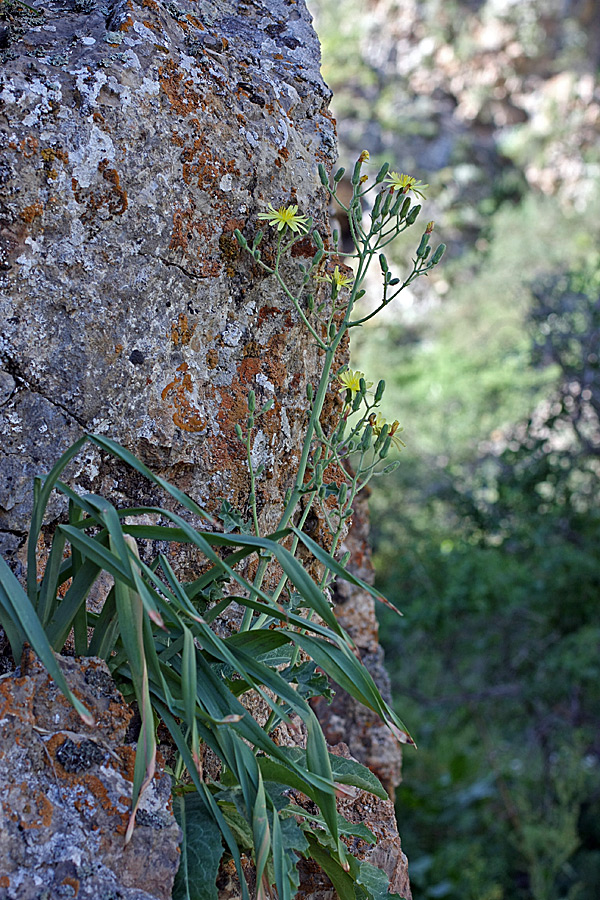 Image of genus Steptorhamphus specimen.