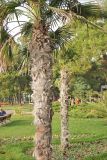 Trachycarpus fortunei. Культивируемые растения. Черноморское побережье Кавказа, г. Геленджик. 3 ноября 2013 г.