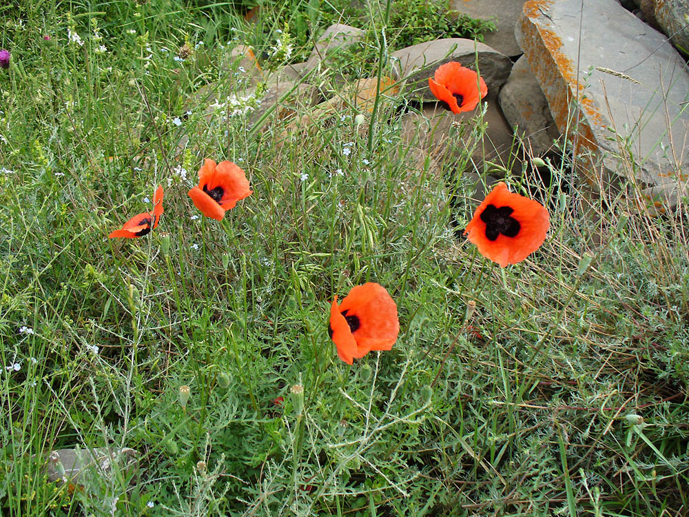 Изображение особи Papaver arenarium.