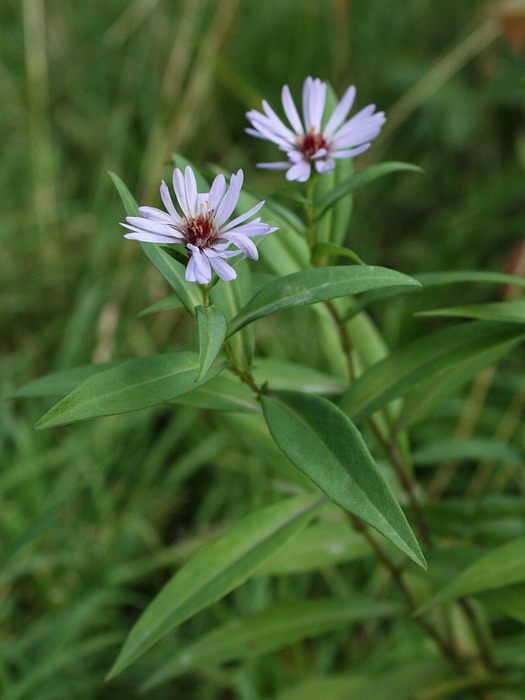 Image of Symphyotrichum &times; salignum specimen.
