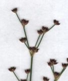 Juncus articulatus