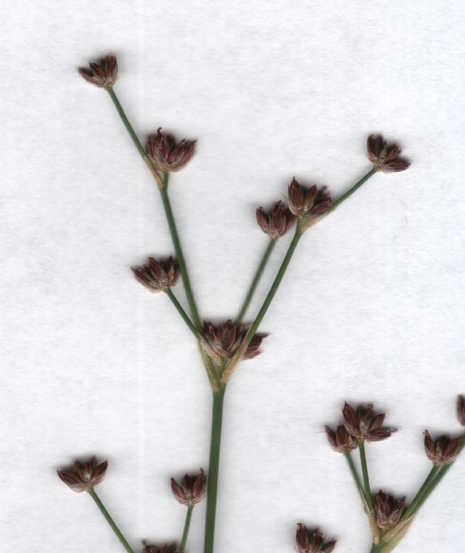 Image of Juncus articulatus specimen.