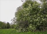 Padus avium. Цветущее дерево. Ленинградская обл., Кингисеппский р-н, окр. дер. Великино. 23.05.2009.