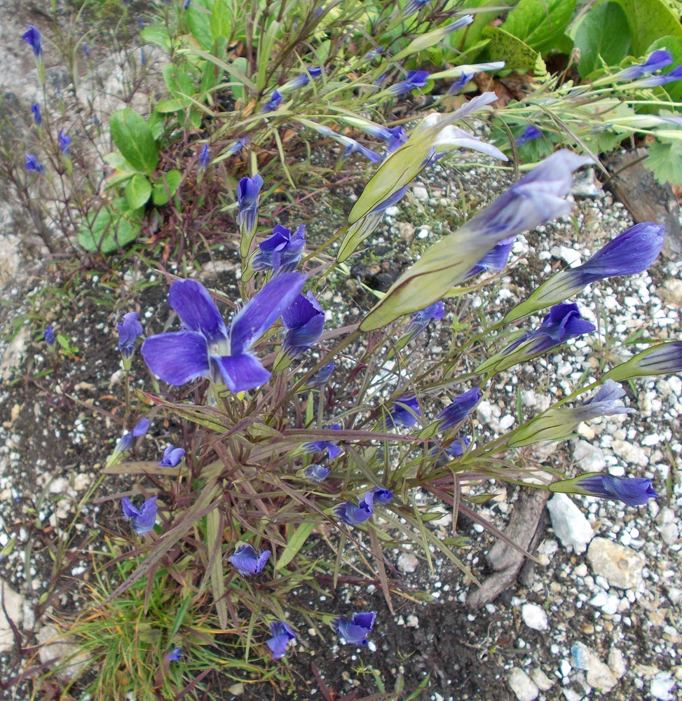 Image of Gentianopsis barbata specimen.