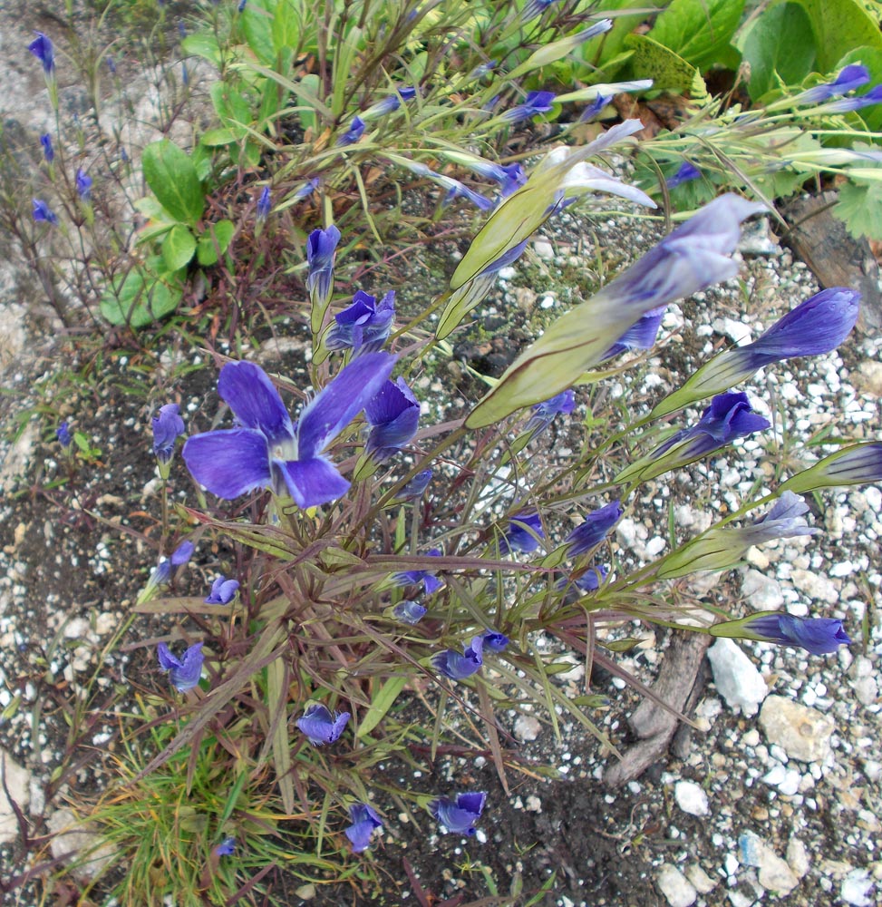 Изображение особи Gentianopsis barbata.