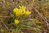 Gagea bohemica