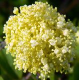 Sambucus racemosa. Соцветие. Подмосковье, окр. г. Одинцово, лесопосадка. Май 2013 г.