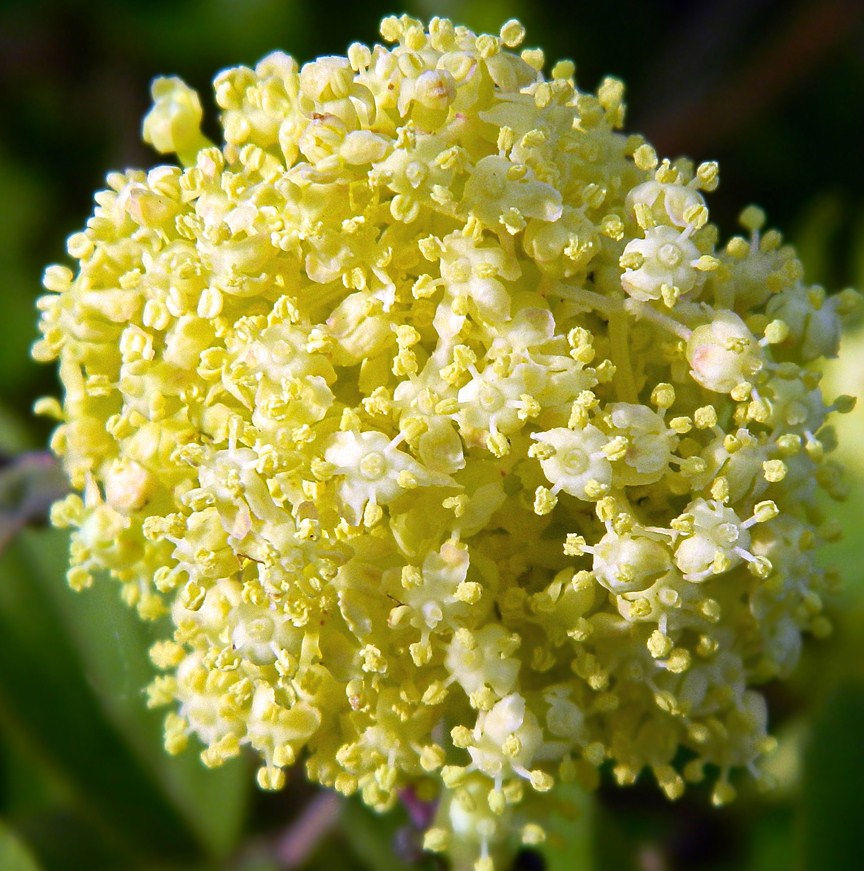 Изображение особи Sambucus racemosa.