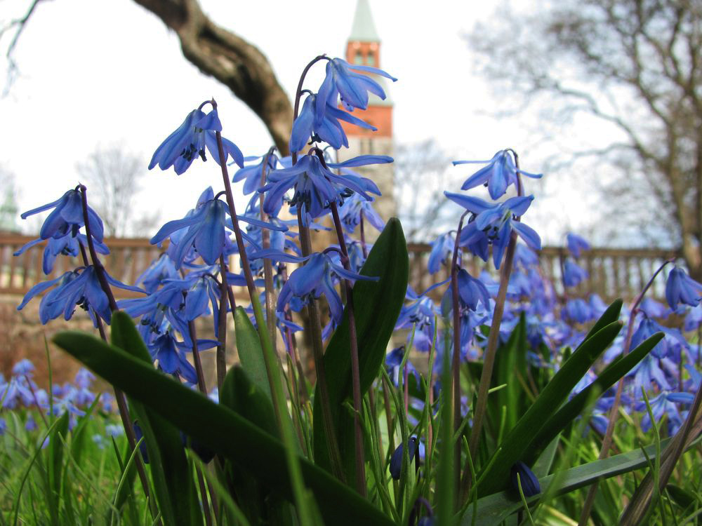 Изображение особи Scilla siberica.