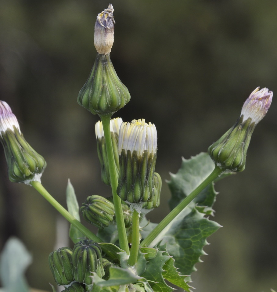 Изображение особи род Sonchus.