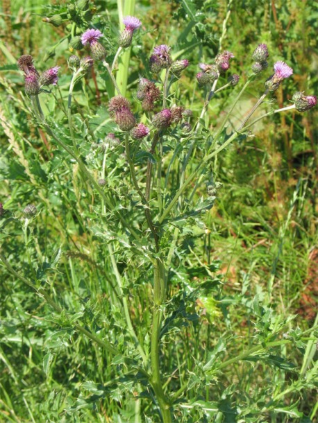 Image of Cirsium arvense specimen.