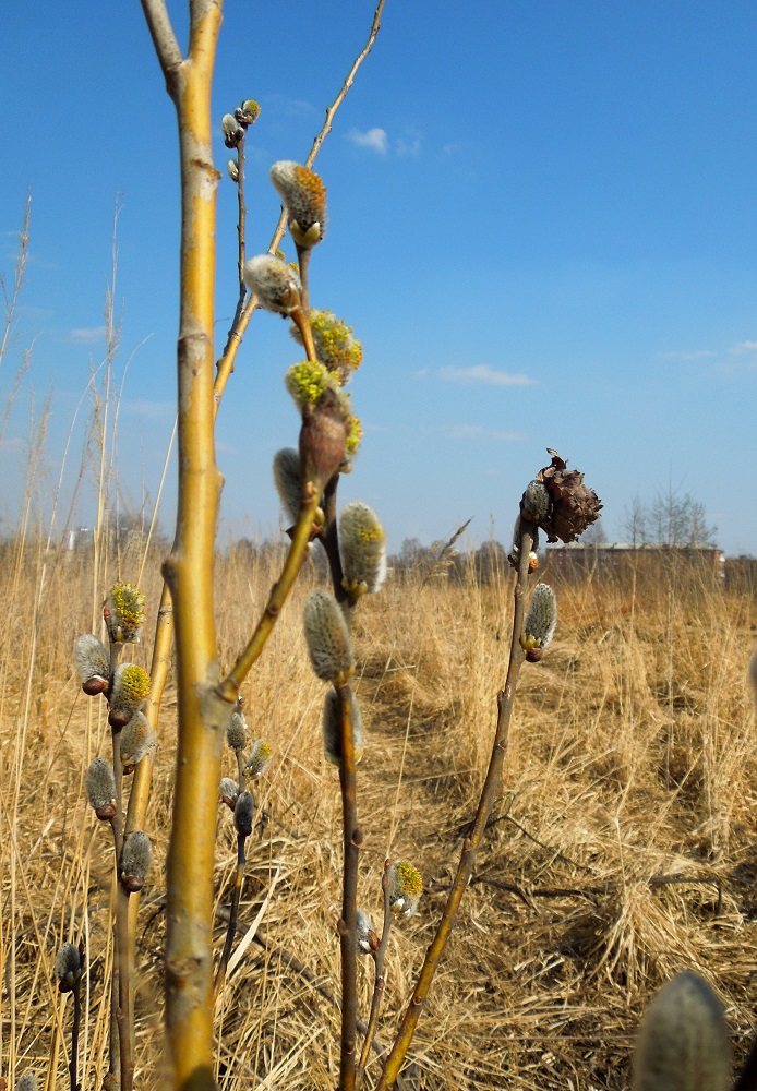 Изображение особи Salix caprea.