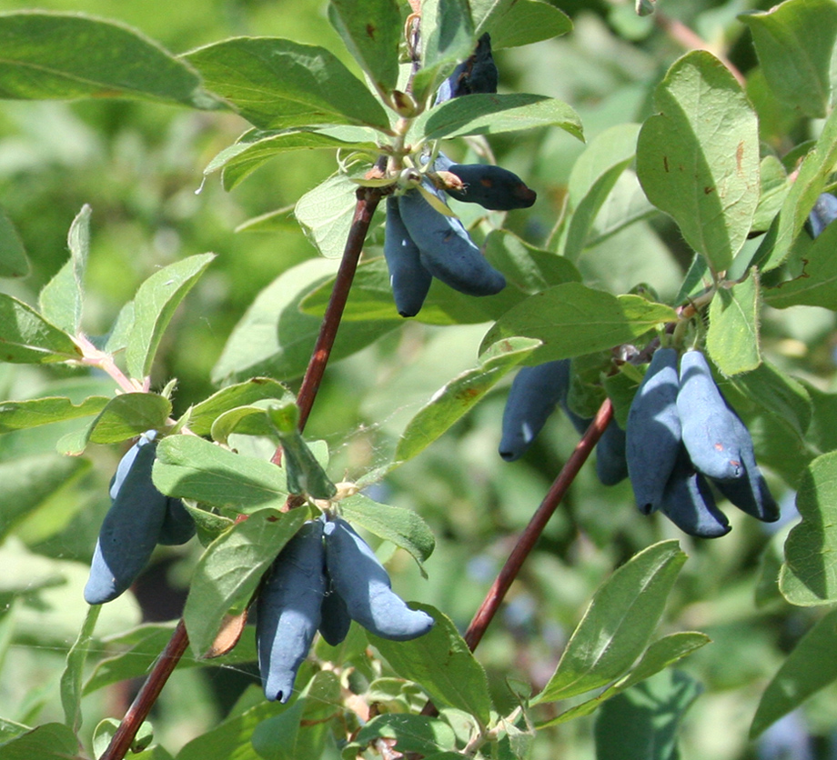 Изображение особи Lonicera edulis.