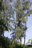 Casuarina equisetifolia. Взрослые деревья на краю песчаного пляжа. Таиланд, провинция Краби, остров Пода. 15.12.2013.
