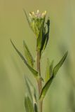 Camelina microcarpa. Верхушка расцветающего растения. Ростовская обл., Мясниковский р-н, окр. хут. Недвиговка, ПП Каменная балка. 27.04.2014.