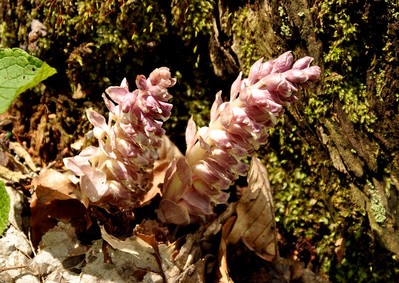 Image of Lathraea squamaria specimen.