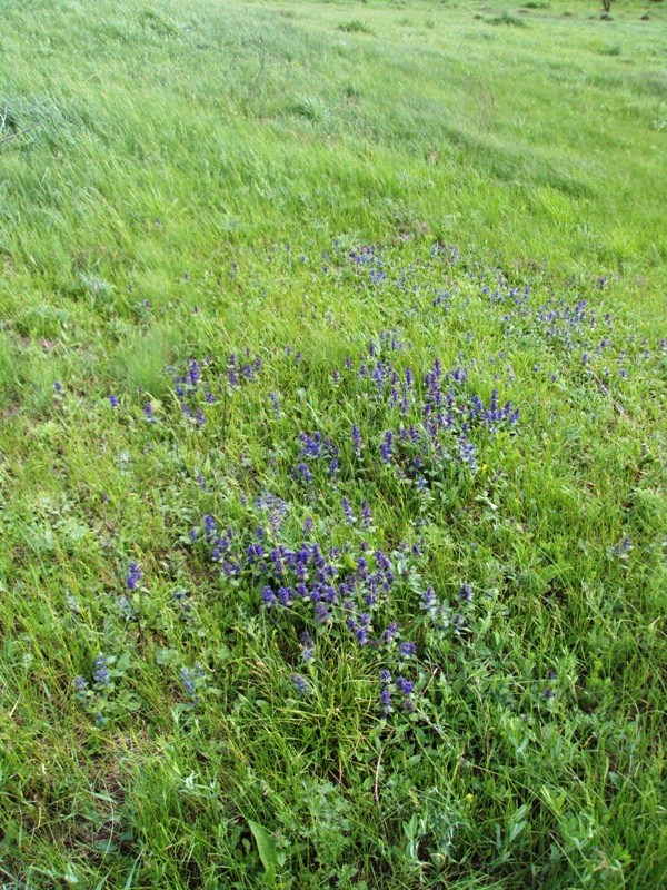 Изображение особи Ajuga genevensis.