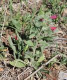 Echium judaeum. Цветущее растение с сидящим кузнечиком. Израиль, гора Гильбоа, опушка сосняка. 22.03.2014.