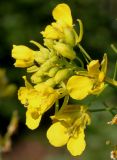 Brassica juncea