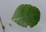 genus Betula. Лист. Германия, г. Дюссельдорф, Ботанический сад университета. 02.06.2014.