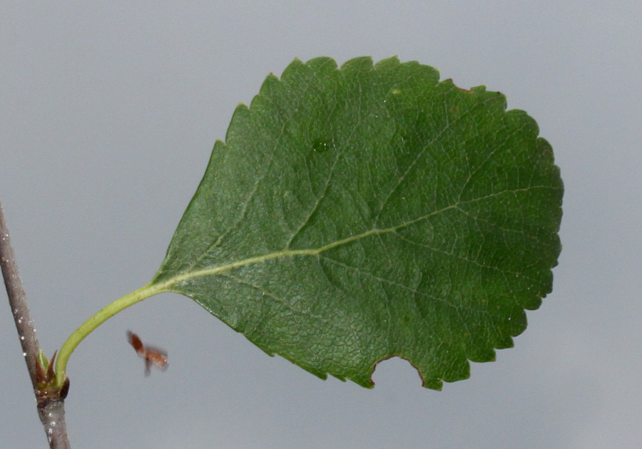 Image of genus Betula specimen.