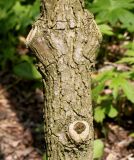 Fraxinus quadrangulata. Средняя часть ствола молодого растения с удалёными ветвями. Германия, г. Дюссельдорф, Ботанический сад университета. 02.06.2014.