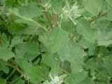 Chenopodium