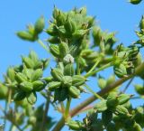 Thalictrum flavum